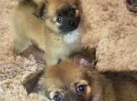 Pomchi puppies