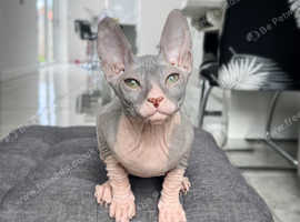 Tica reg Donskoy Sphynx