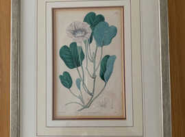 Five framed antique botanical book illustrations