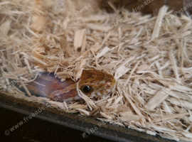 1yo corn snake