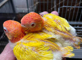 Lutino Opaline