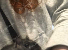 Male gerbil