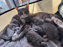beautiful Persian x Maine coon kittens