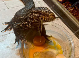 Argentinian Black & white Tegu