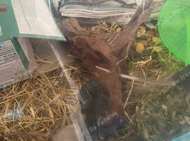 7 male mice for sale