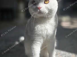 Beautiful Scottish fold stud available