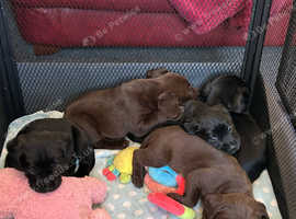 5 lovely puppies available