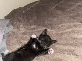 Beautiful kitten named Skyla she is a tuxedo