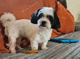 Imperial Shih Tzu