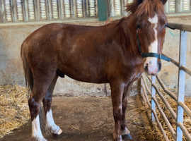 Handsome 11.2 3 year old shetland x. Amazing kids pony!!!