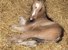 Irish bred foals available