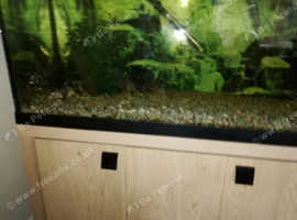 Tropical Fish