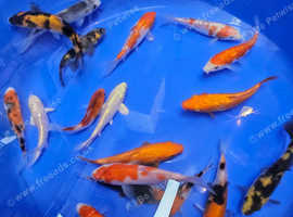 Japanese koi
