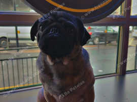Teddy 1 Year Old