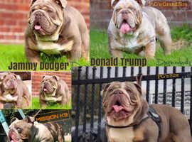 Merle english bulldog outlet stud