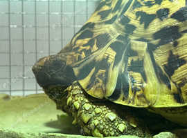 Leopard Tortoise 41/2 years old Rehome