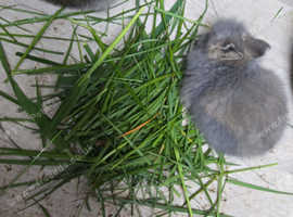 8 week old bunnies for sale