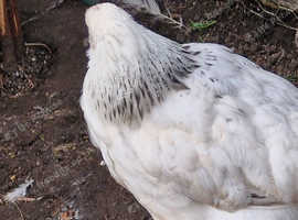 Sussex Star Pullets 15 weeks old £15 each Also 1 cockerel available