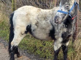 Reg spotted pony