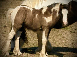 "TGCA registered Mini Cob Colt"