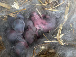 Baby mini lops for sale