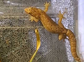 Baby Mourning geckos