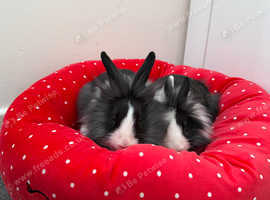 Two sister rabbits for sale