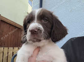 Gorgeous Sprocker Pups Looking For Loving Forever Homes in Milford ...