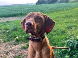 9 MONTH OLD VIZSLA