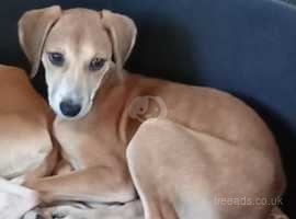 Lurcher puppies for hot sale sale near me