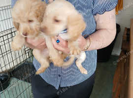 Cockerpoo pups 8 weeks old