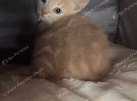 Beautiful cat