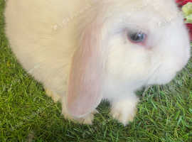 Pure Mini Lops