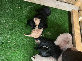 Pedigree Standard poodle puppies