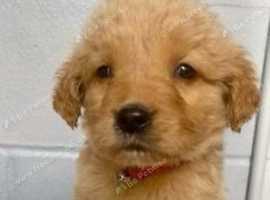 5 golden retrievers