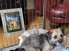 4 KC Registered Border Terrier puppies for sale