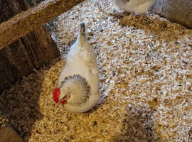 Chickens for sale