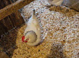Chickens for sale