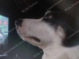 Male 3 yrs old collie back up