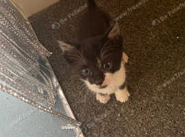 Sphynx x orienal