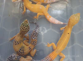 Live lizards for sale hotsell near me