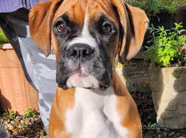 Boxer dogs free store to good home