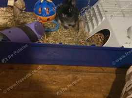 Northern dwarf rabbit
