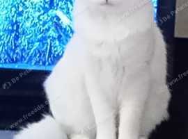 Turkish Angora / Ragdoll for sale