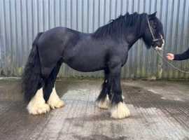 9yr Black stallion