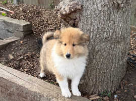Last one - Male Sable & White Rough Collie Puppy