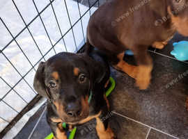 Doberman rescue puppies for hot sale sale