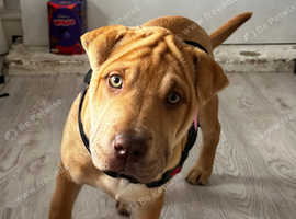 Sharpei x staff