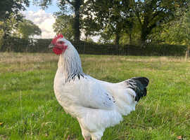 Light Sussex Breeding Cockerel