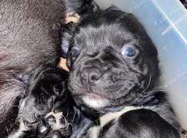 Pug springer sale spaniel mix